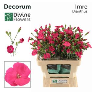 20x Dian.tr.solomio imre 60cm
