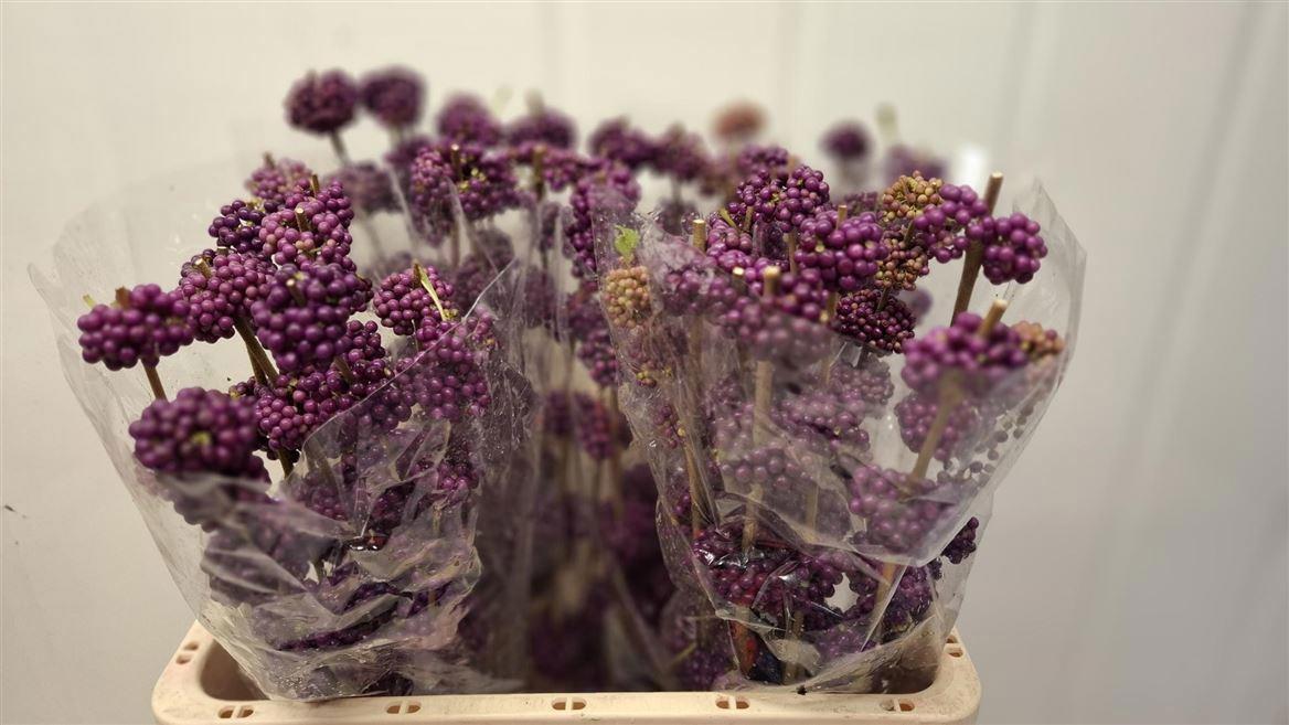 10x Callicarpa giraldii 60cm