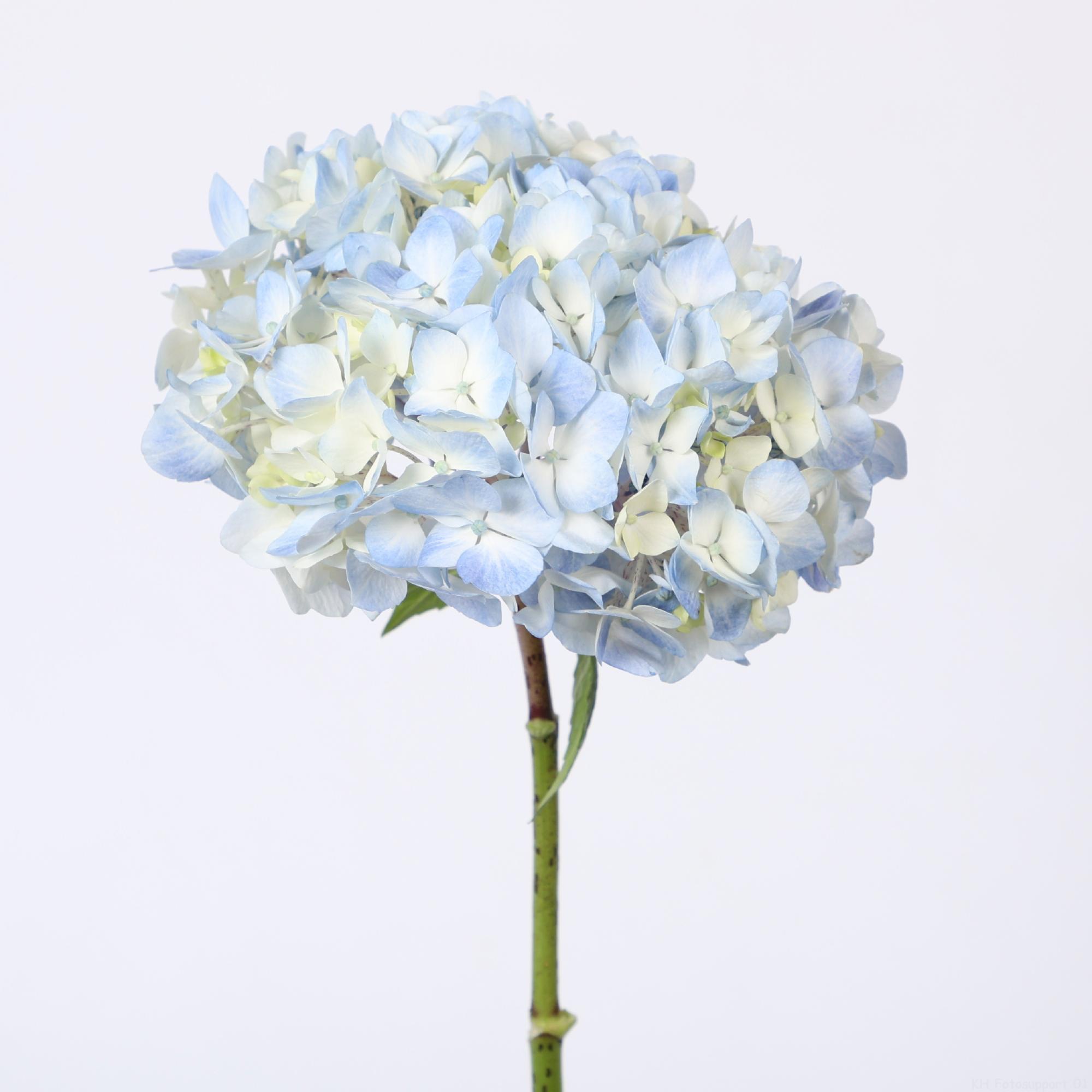 5x Hydr. - blauw 50cm