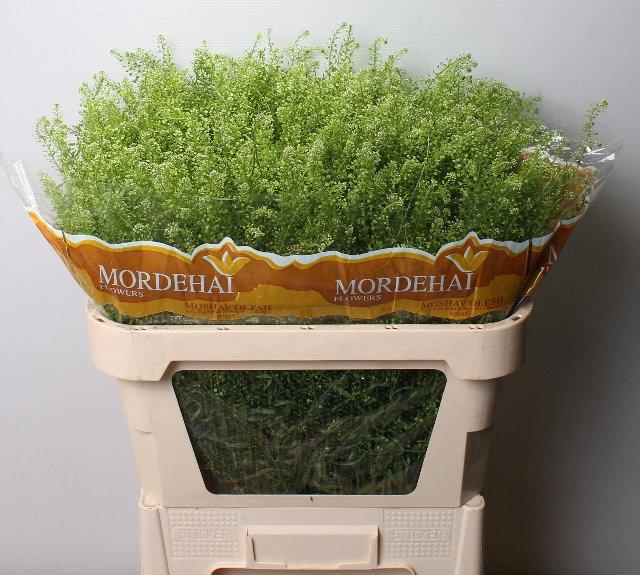 25x Lepid.green bell 80cm