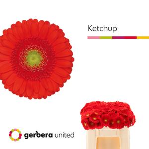 20x Germ.ketchup 50cm