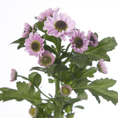25x Chrysant san.yin yang pink 50cm