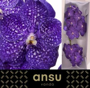 16x Vanda nit.tweed blue 20cm