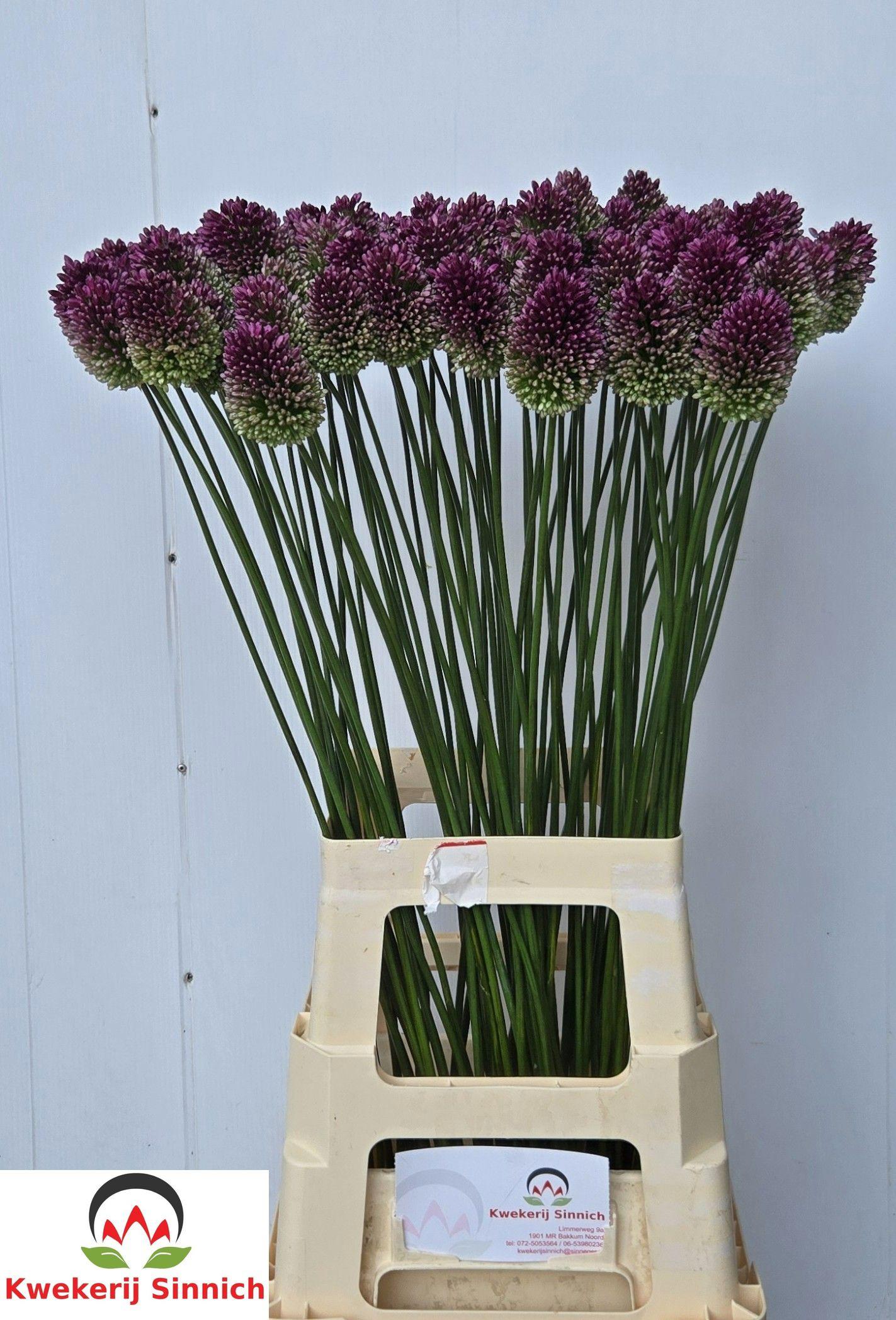 10x Allium sphaer.(kogel) 80cm