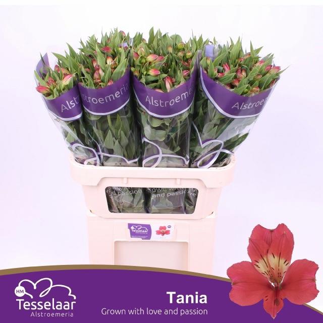 10x Alstroemeria tania 70cm