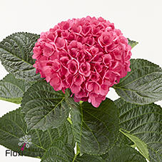 10x Hydr.royal glory 50cm