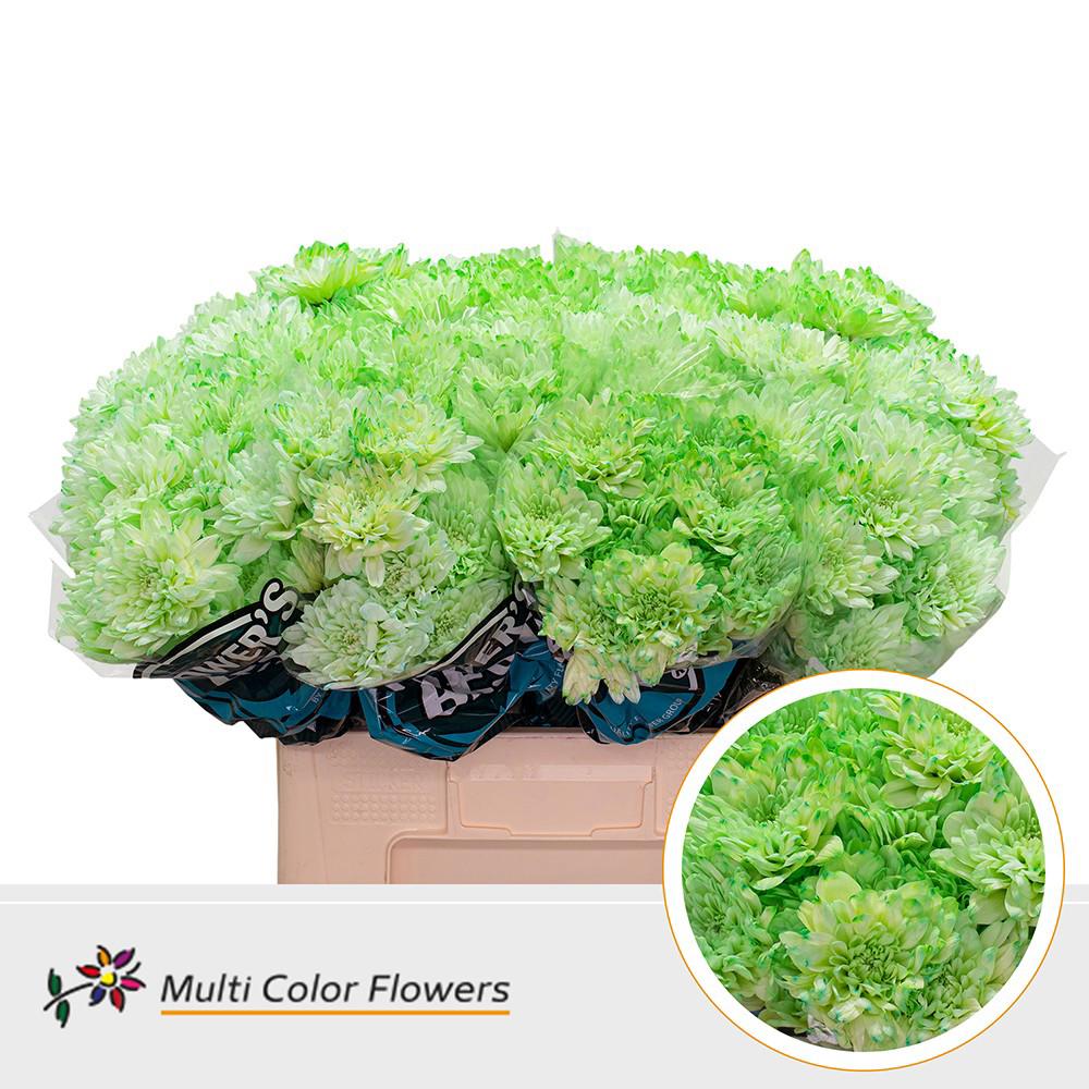 10x Chrysant baltica groen 60cm