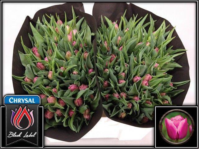 50x Tulipa double princess du 30cm