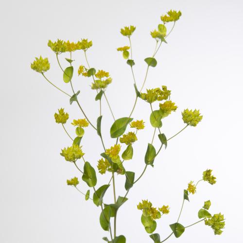 40x Bupleurum griffithii 50cm