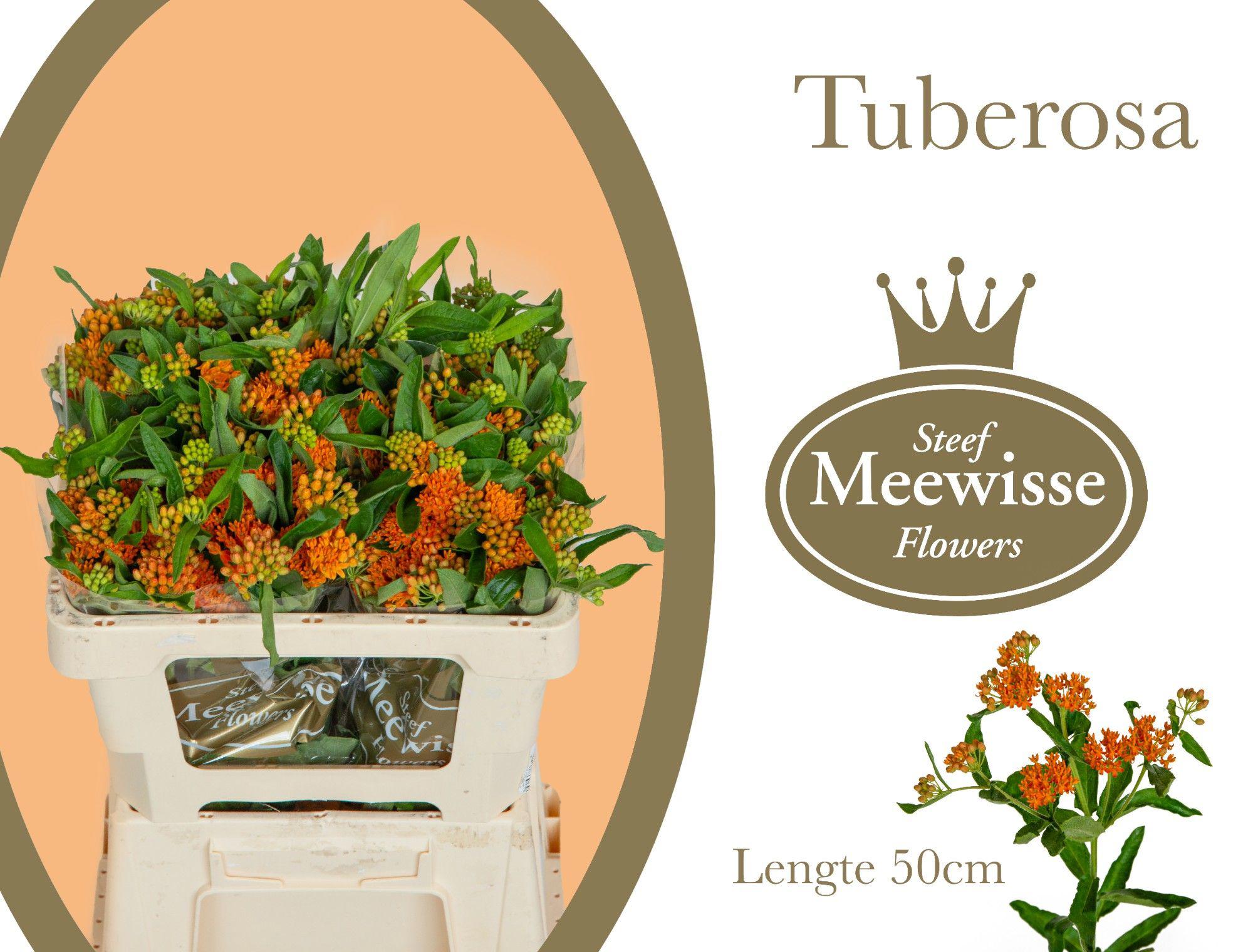 10x Ascl.tuberosa 50cm