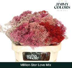 25x Gipskruid m.stars love mix 70cm