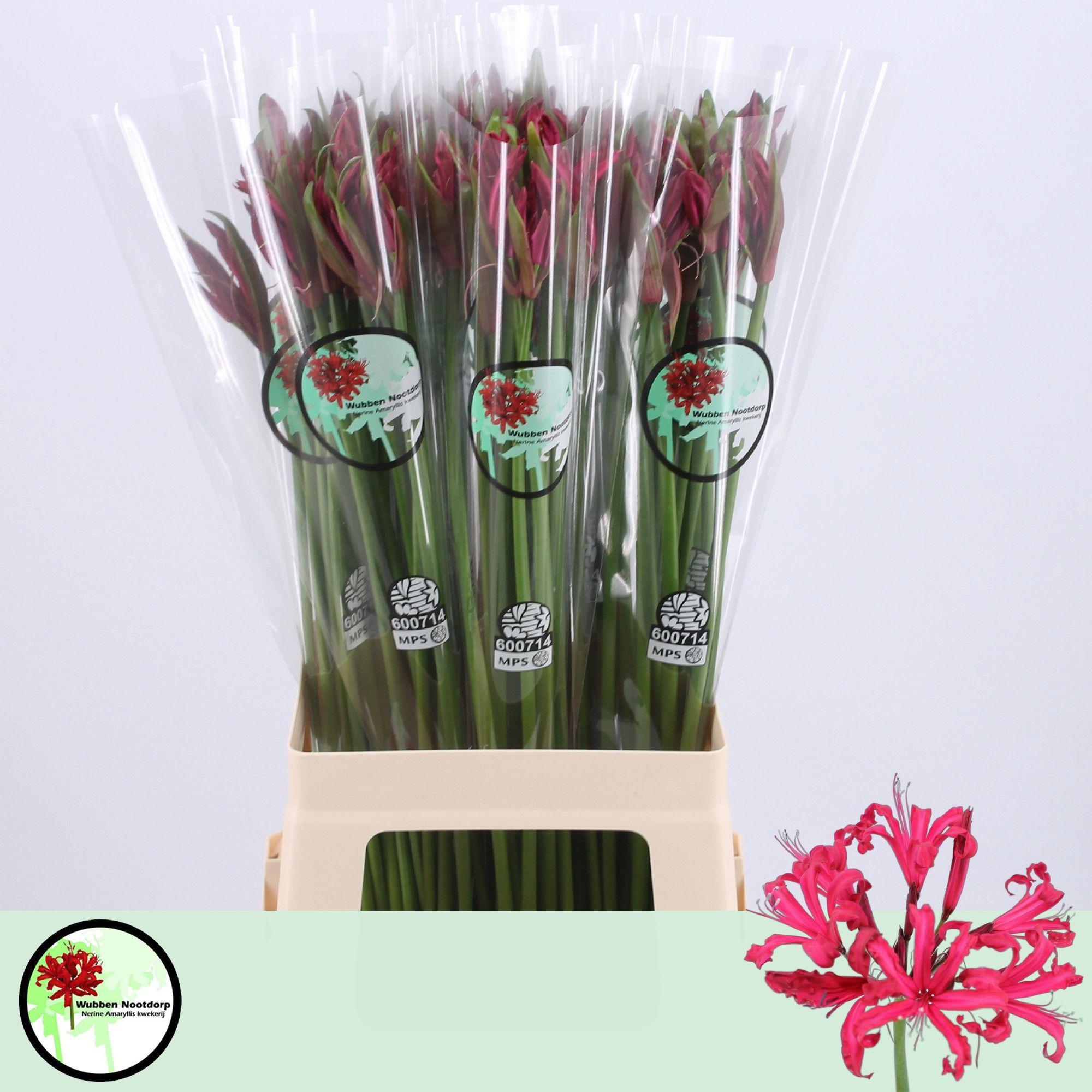 10x Nerine mr. john 70cm