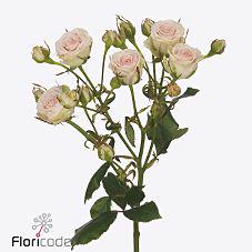 10x Rosa pinky promise 50cm