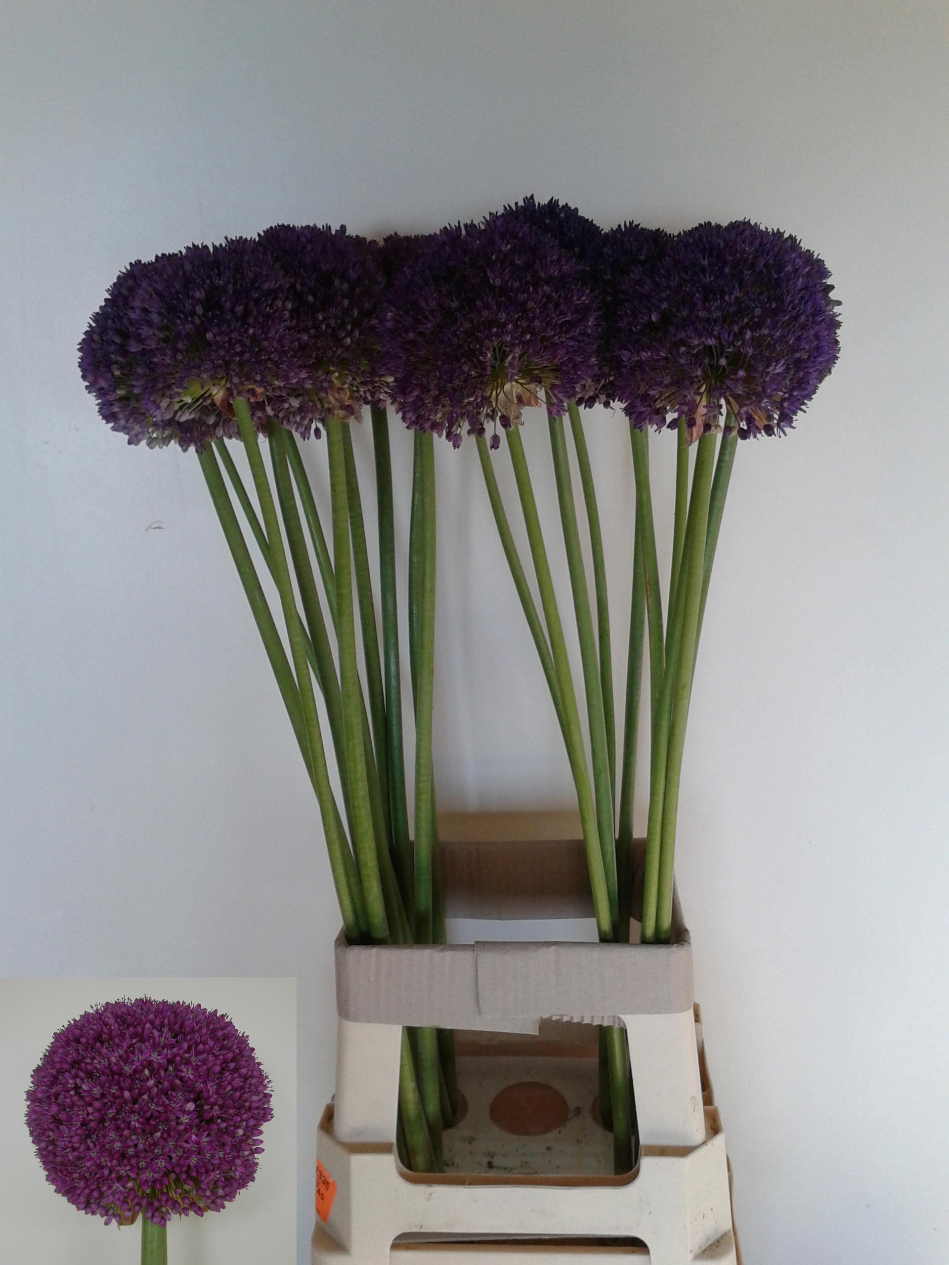 10x Allium ambassador 80cm
