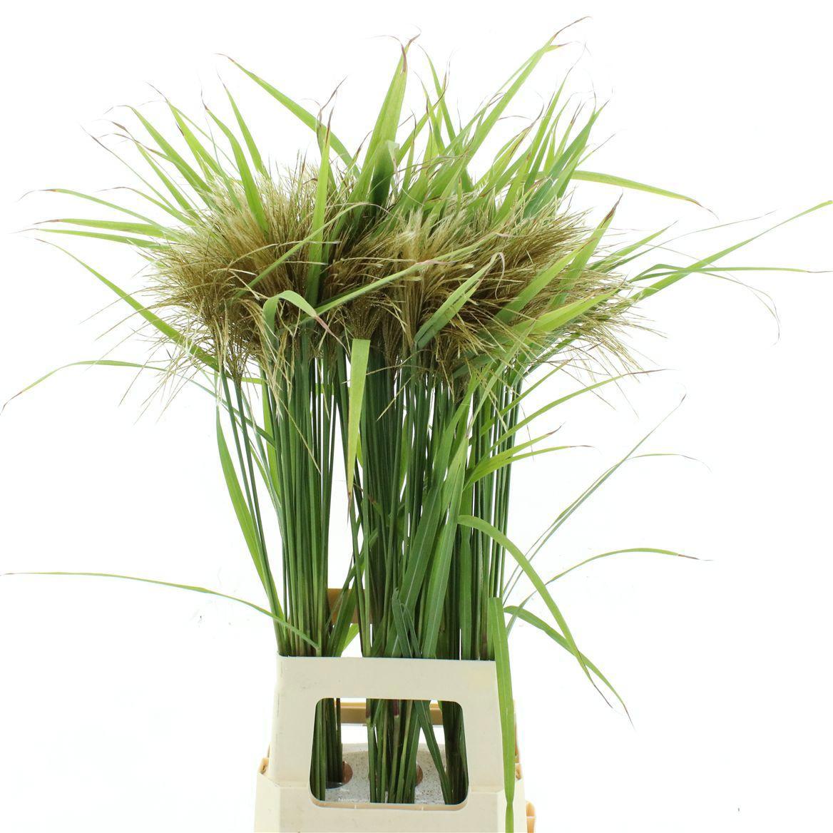 30x Gs miscanthus sinesis 80cm