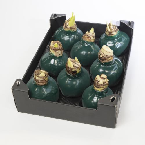8x Dc wax hipp.dennengroen