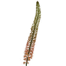 10x Eremur.oase 80cm