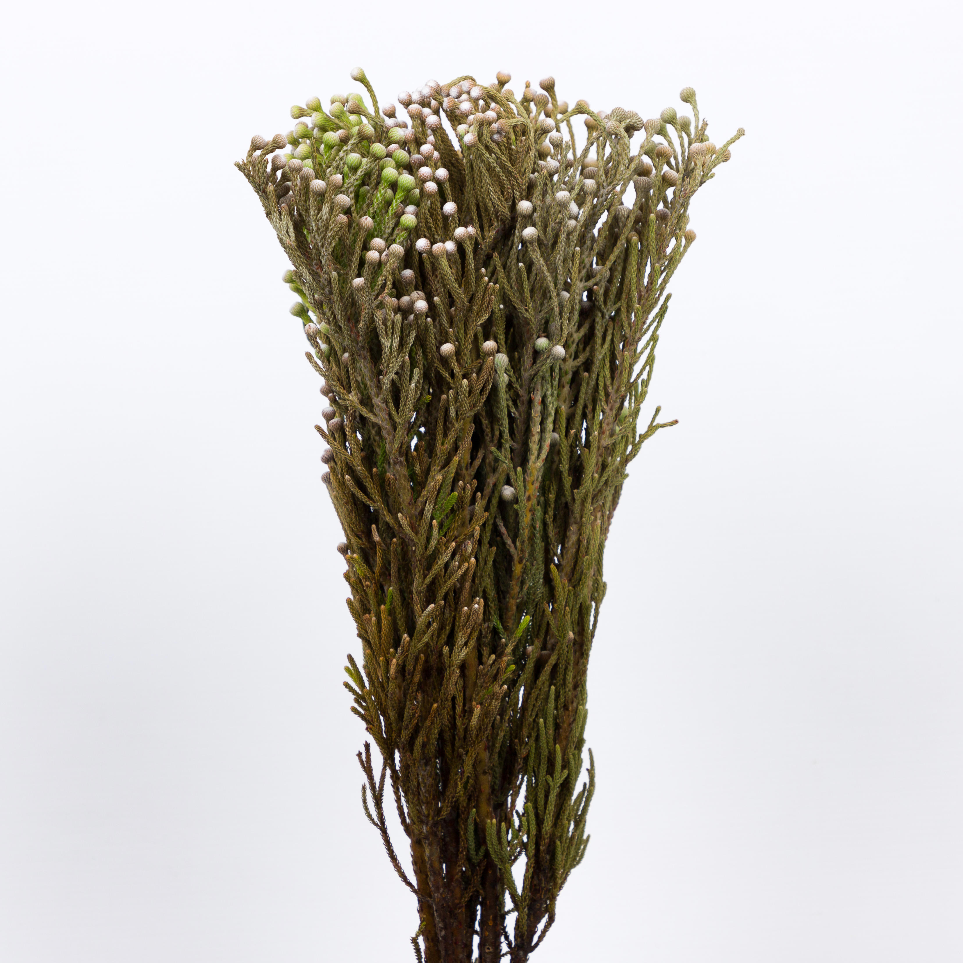 10x Pg brunia nodiflora 40cm