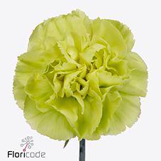 20x Dian.st.celtic 60cm