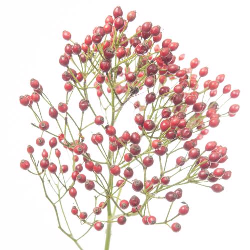 10x Rosa autumn rosefruits 50cm