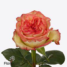 10x Rosa aruba summerhouse 50cm
