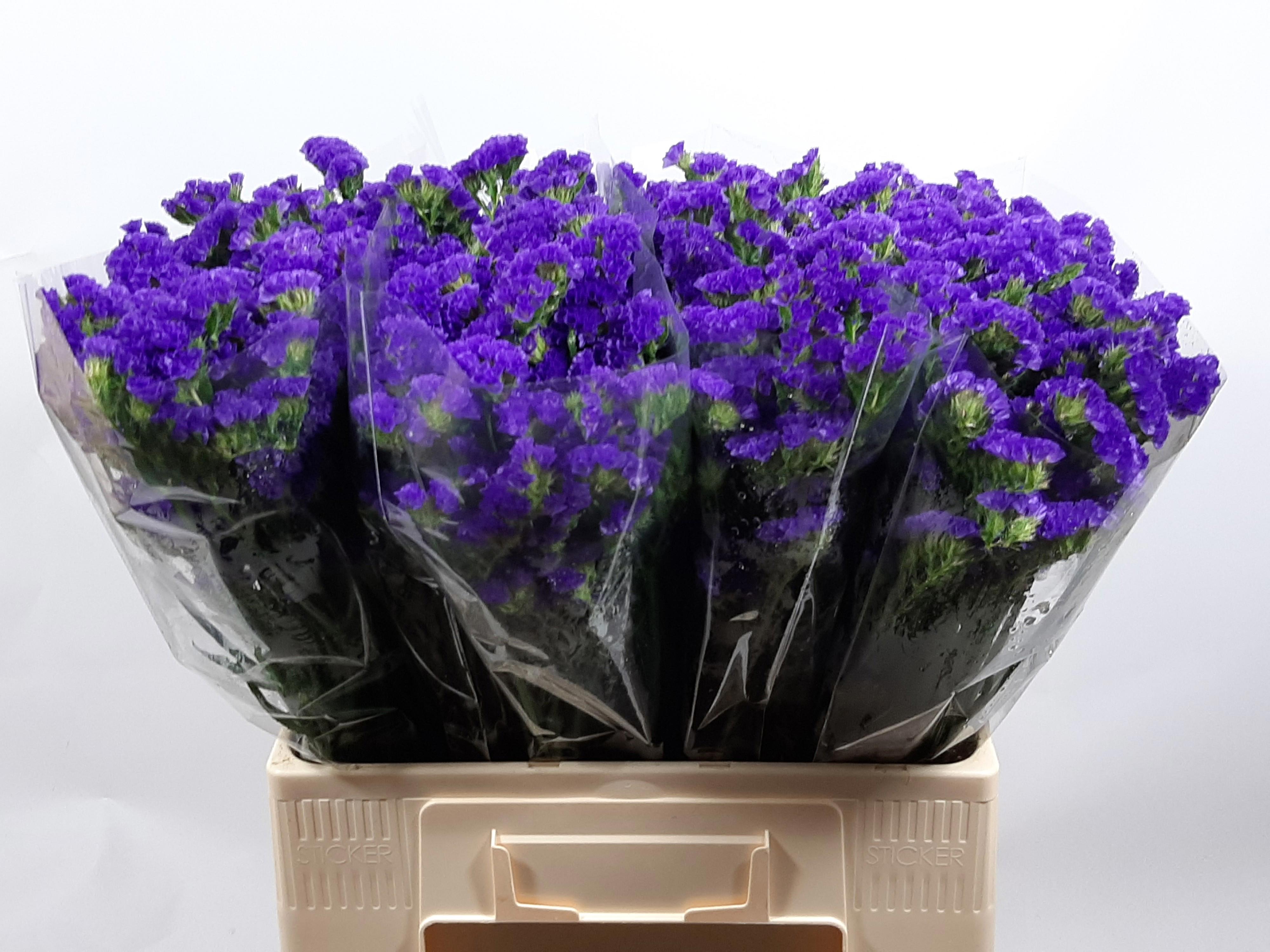 25x Lim.st.crystal dark blue 60cm
