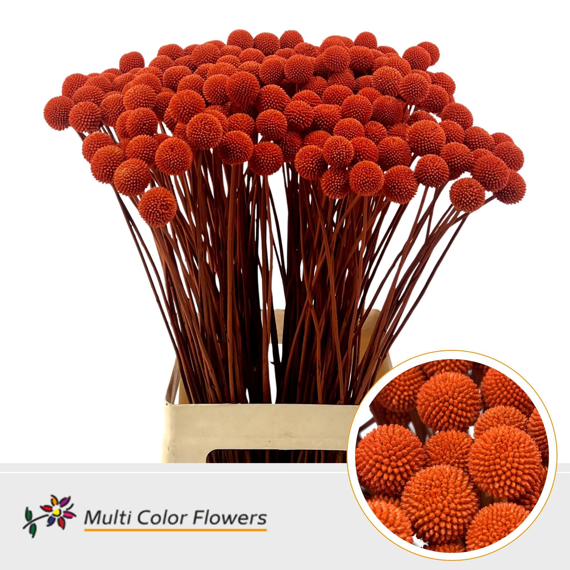 50x Craspedia oranje 70cm