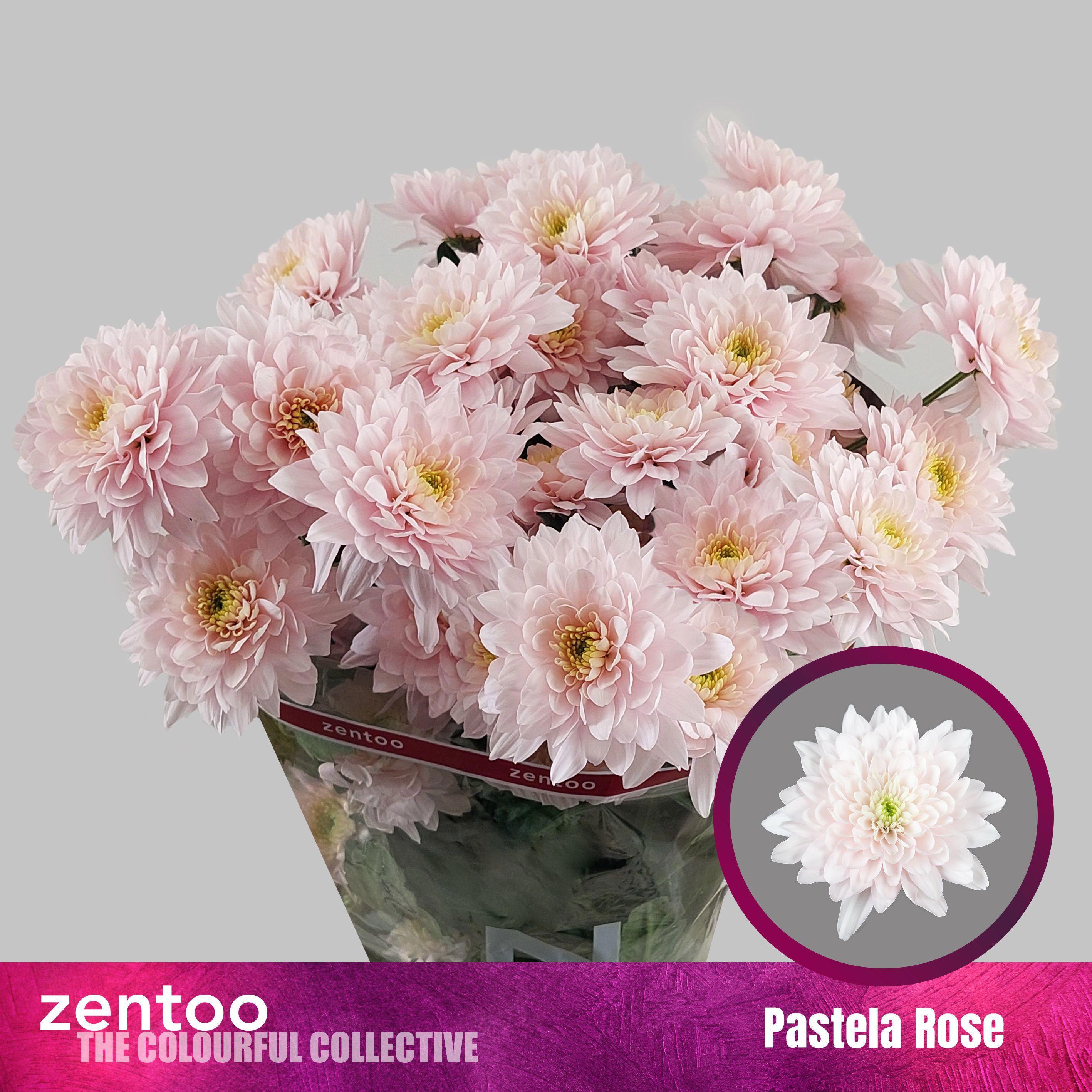 10x Chrysant pastela rose 70cm