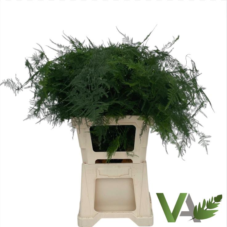 50x Aspar.set.mid.getopt 60cm