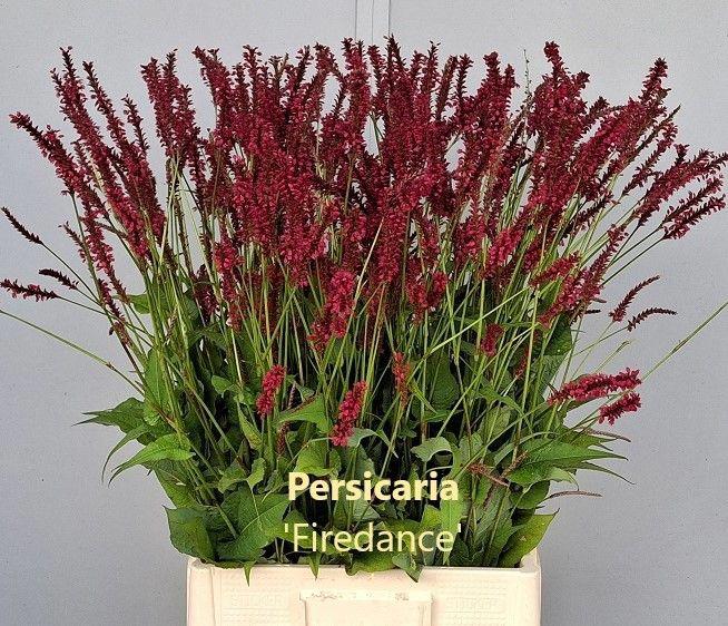 10x Persicaria firedance 80cm