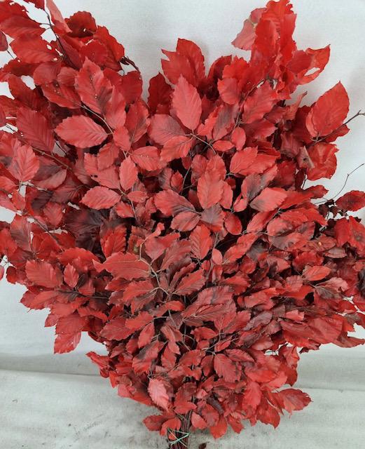 5x Dc fagus rood gestabiliseerd 70cm