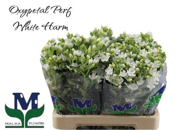 25x Oxypetalum perfect white harmony 60cm