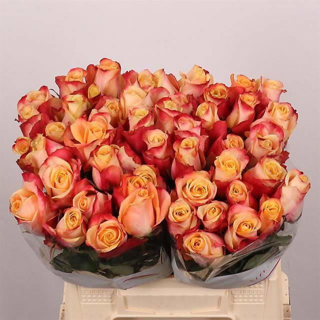 20x Rosa pebbles 40cm