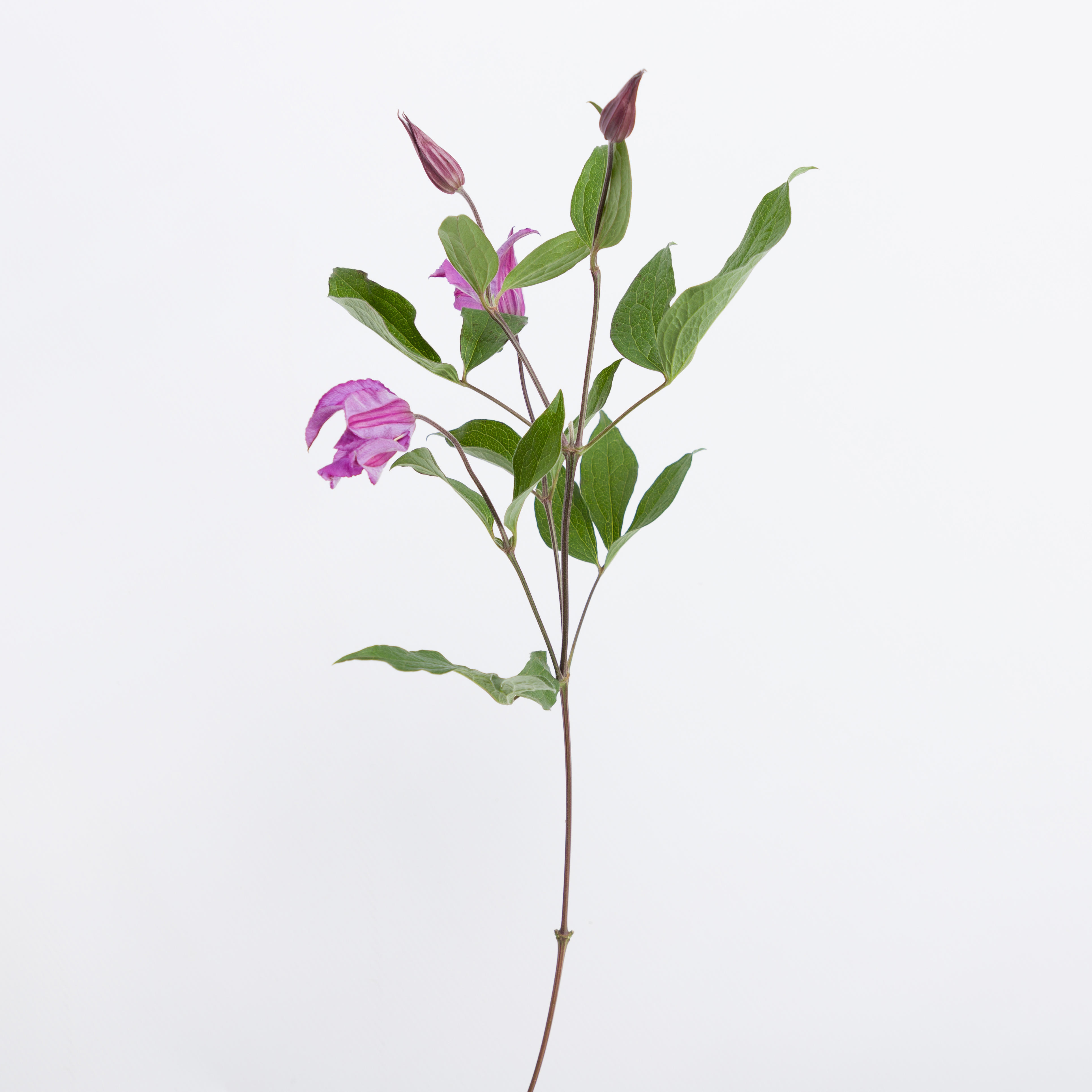 10x Clematis amazing rome 60cm