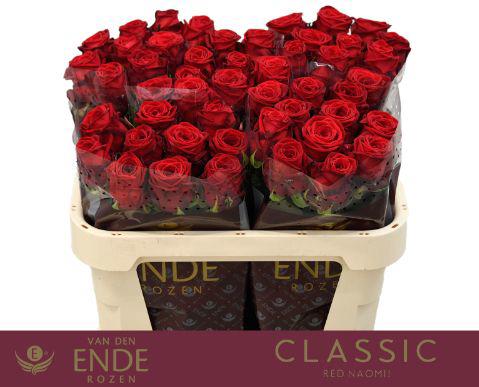 10x Rosa red naomi! 70cm