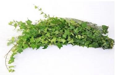 10x Sg hedera rank.groen 80cm