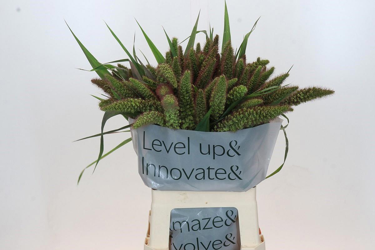 50x Gs setaria italica red jewel 70cm