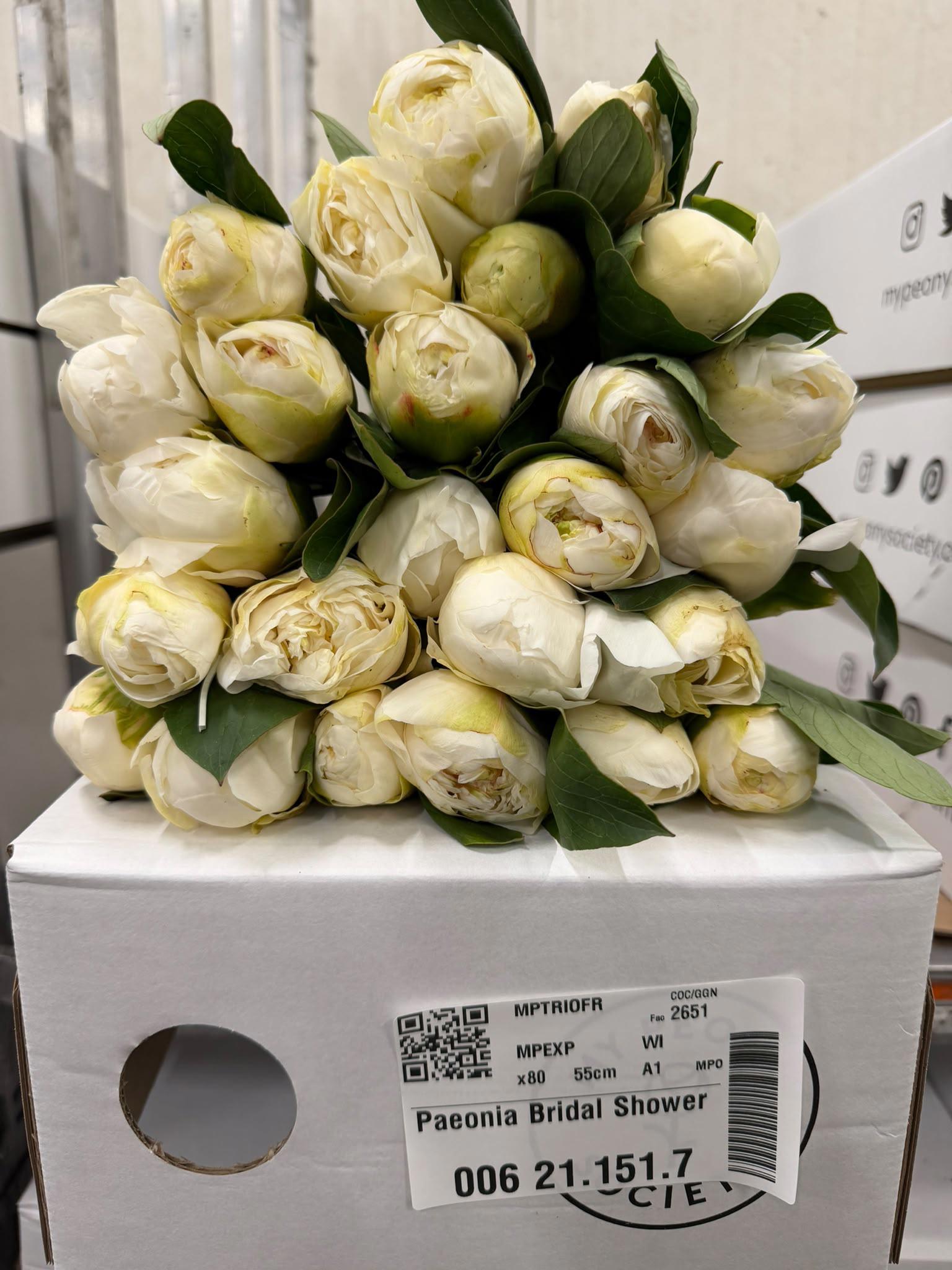 10x Paeonia bridal shower 50cm