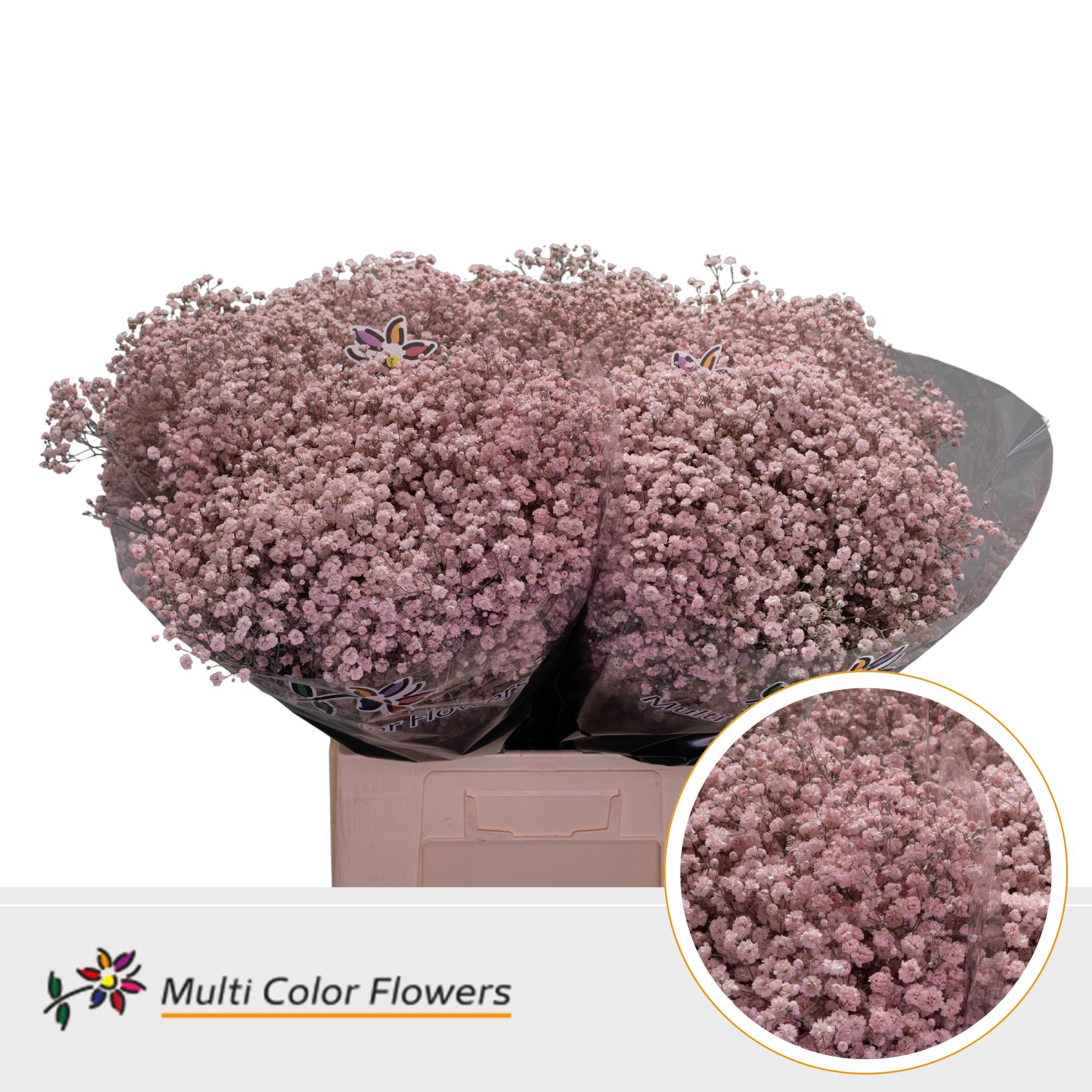 25x Gipskruid xlence roze 70cm