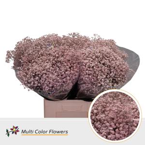 25x Gipskruid xlence roze 70cm