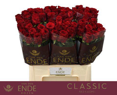 10x Rosa red naomi! 50cm