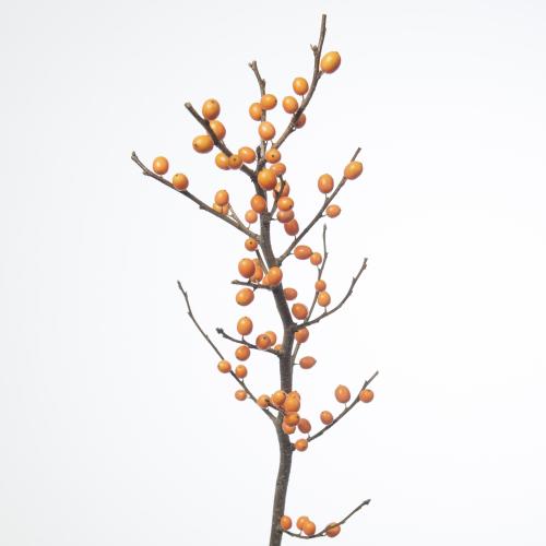 10x Ilex orange beauty 50cm