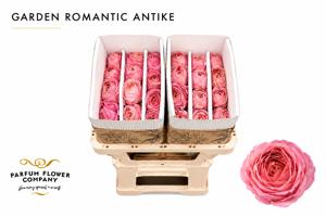 24x Rosa romantic antike freelander 50cm