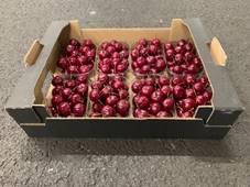 8x Sf malus wax bordeaux