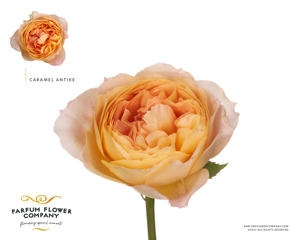24x Rosa gard.caramel antique 50cm