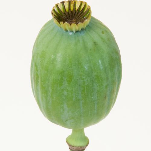 5x Papaver somniferum 60cm