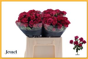 10x Rosa cheyenne 40cm