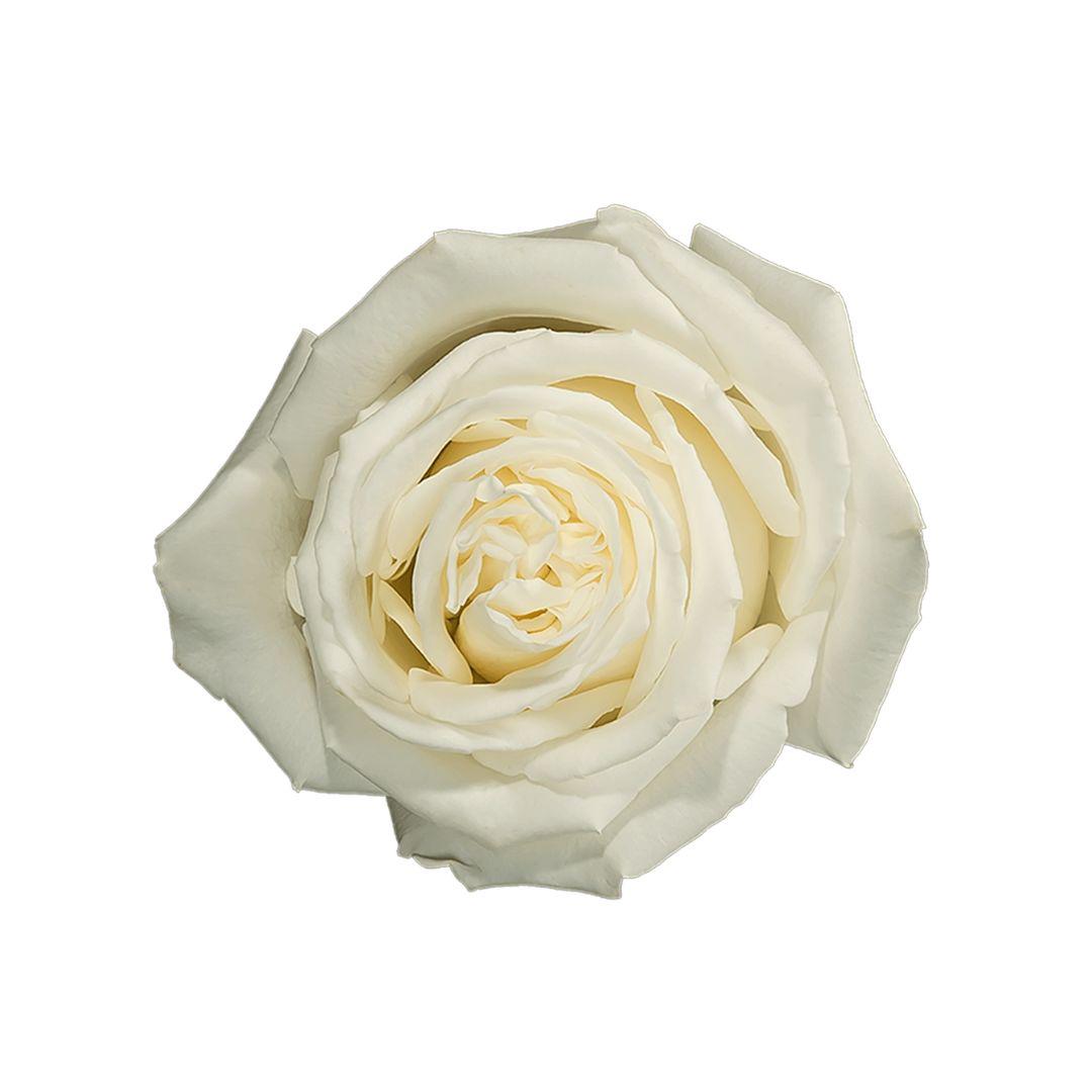 25x Rosa playa blanca 50cm