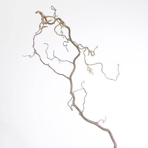 30x Tk corylus 40cm