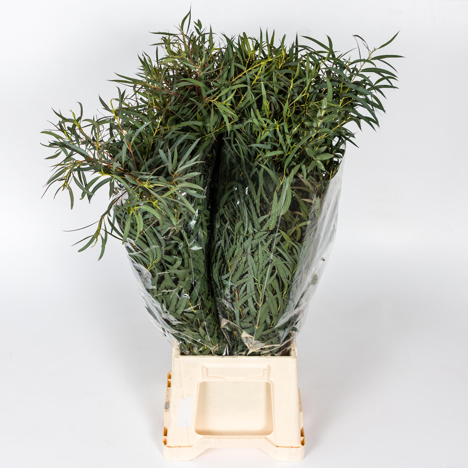5x Sg eucalyptus domenichina 70cm